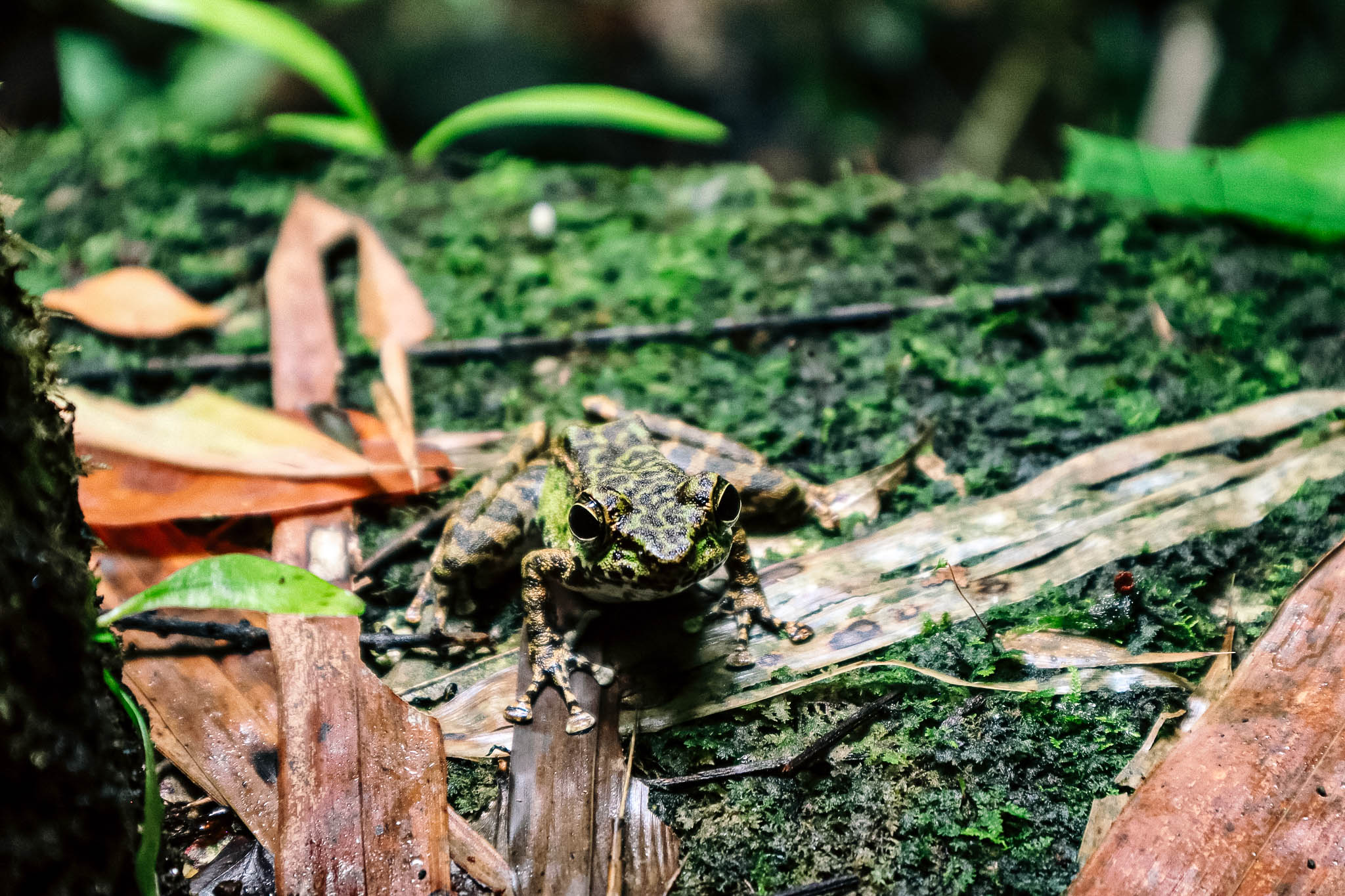 Spectacular Creatures