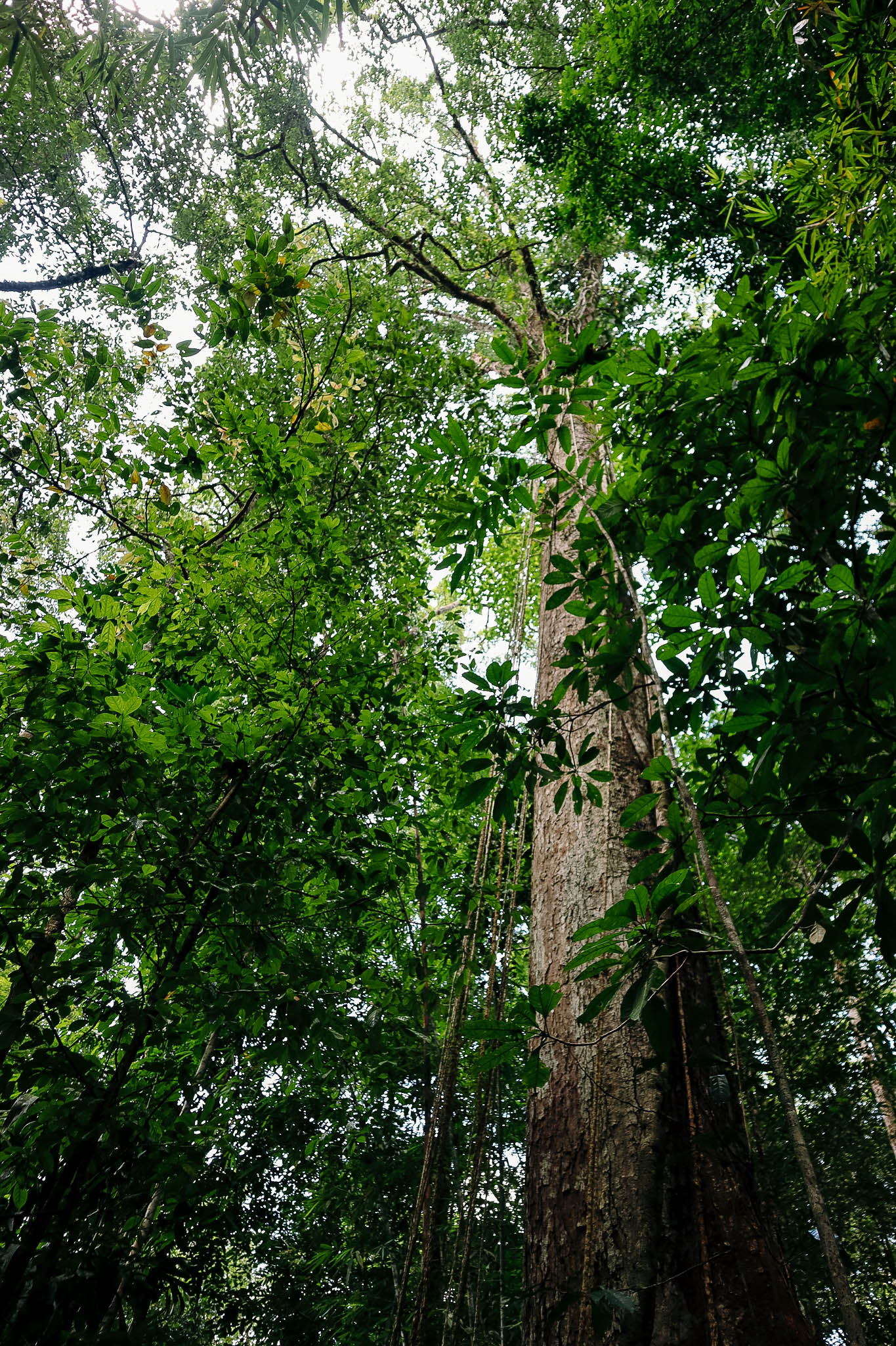 Spectacular Creatures