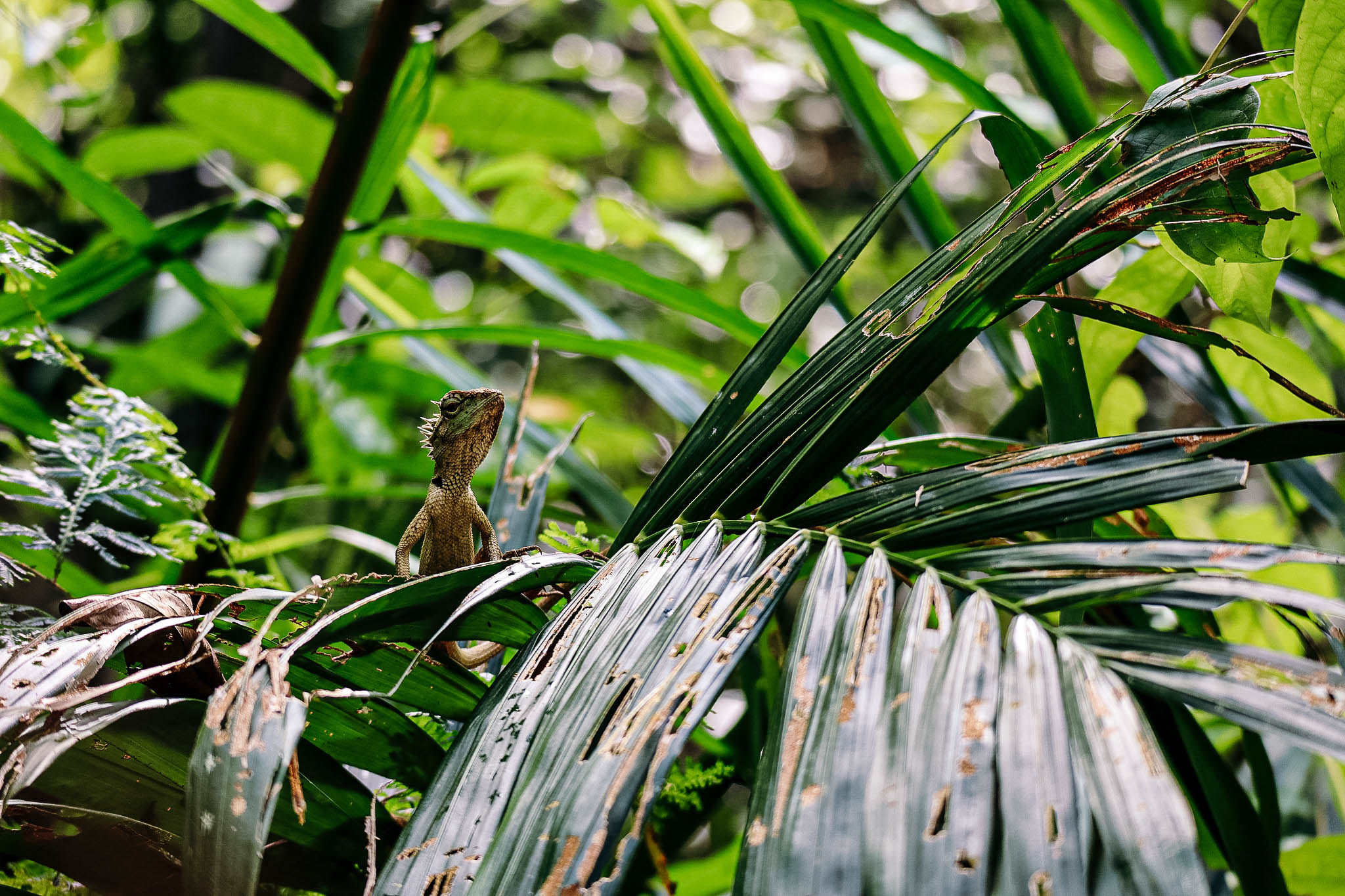 Spectacular Creatures