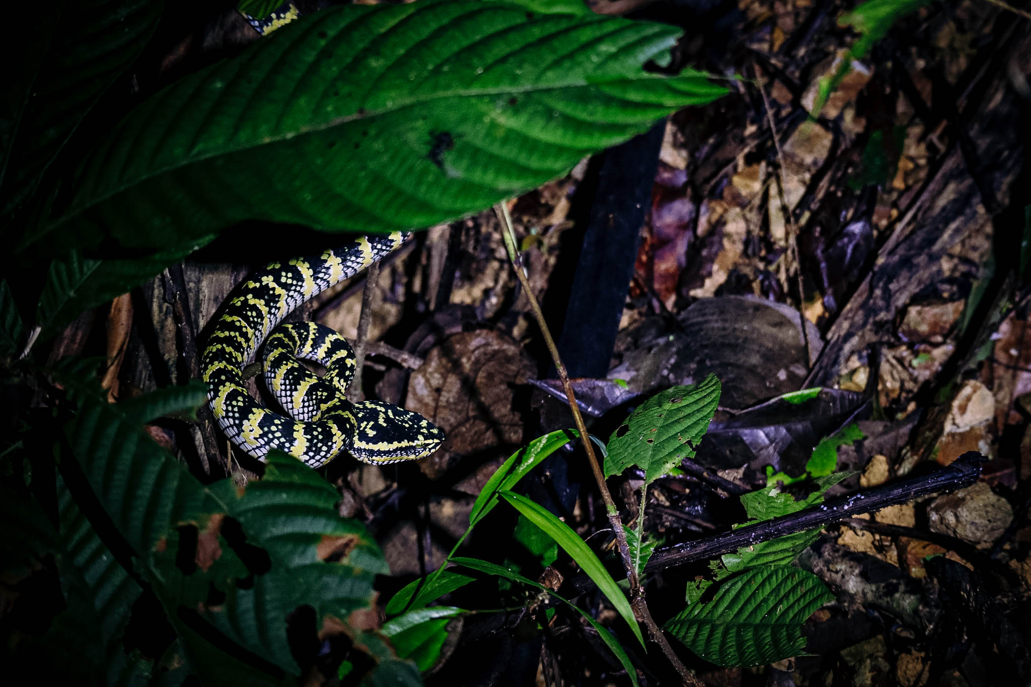 Spectacular Creatures