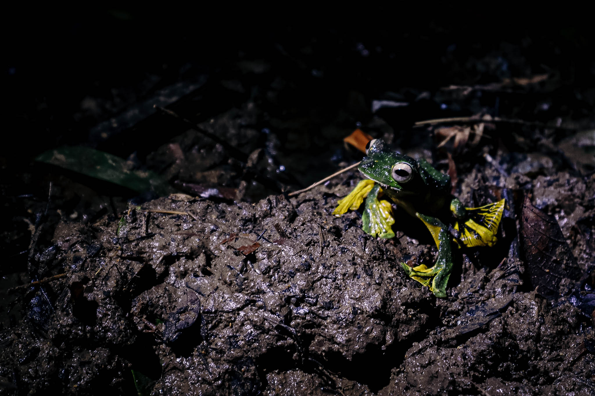 Spectacular Creatures