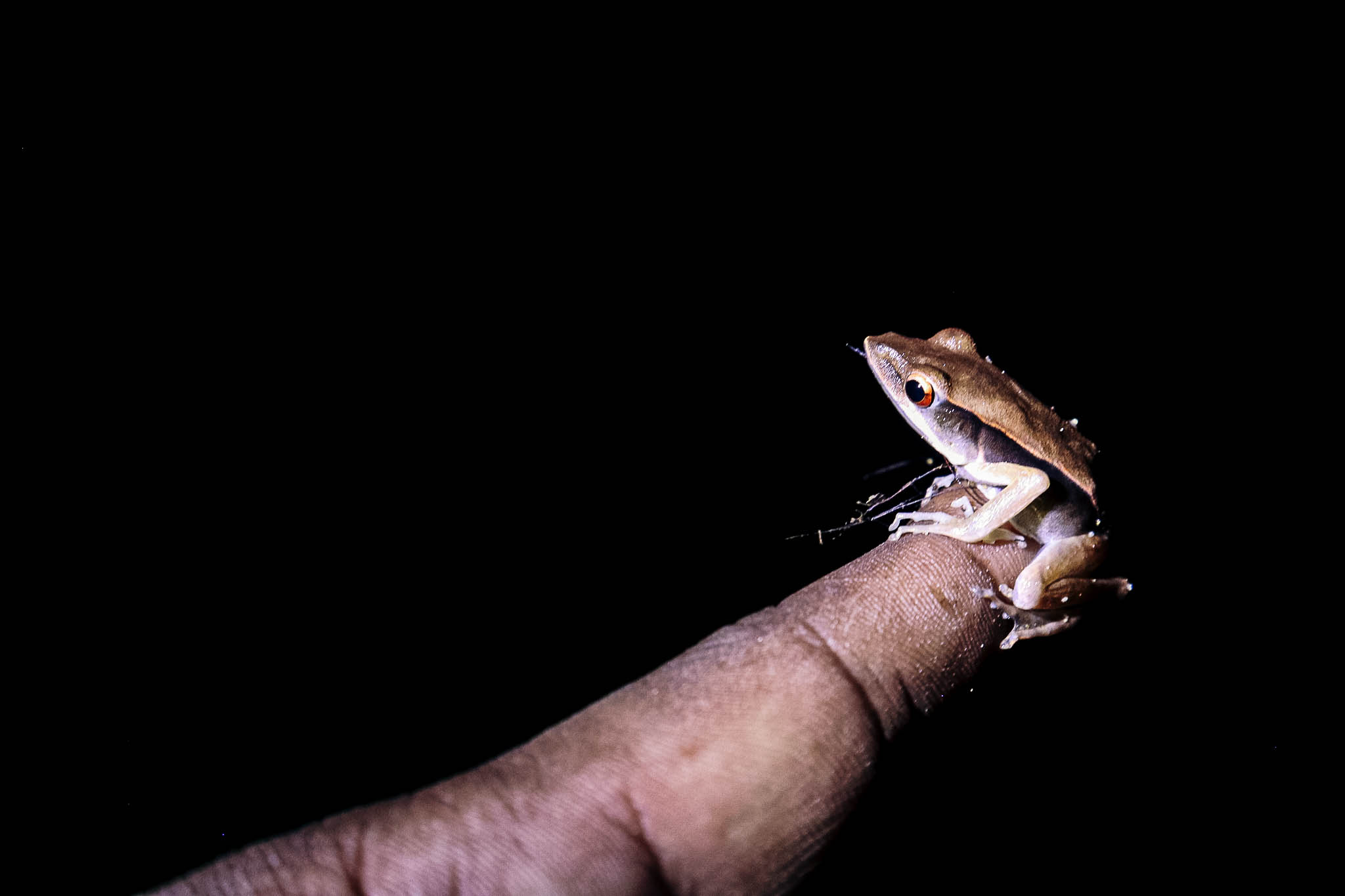 Spectacular Creatures