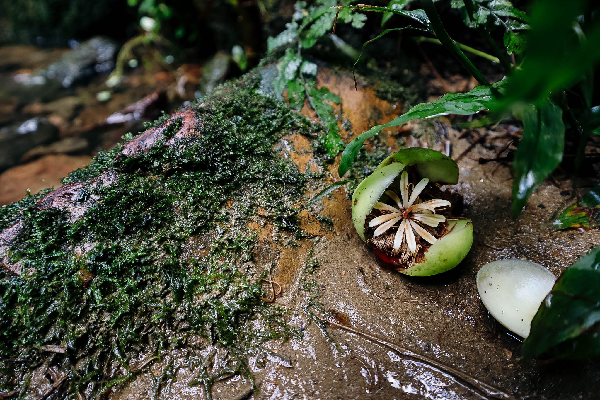 Spectacular Creatures