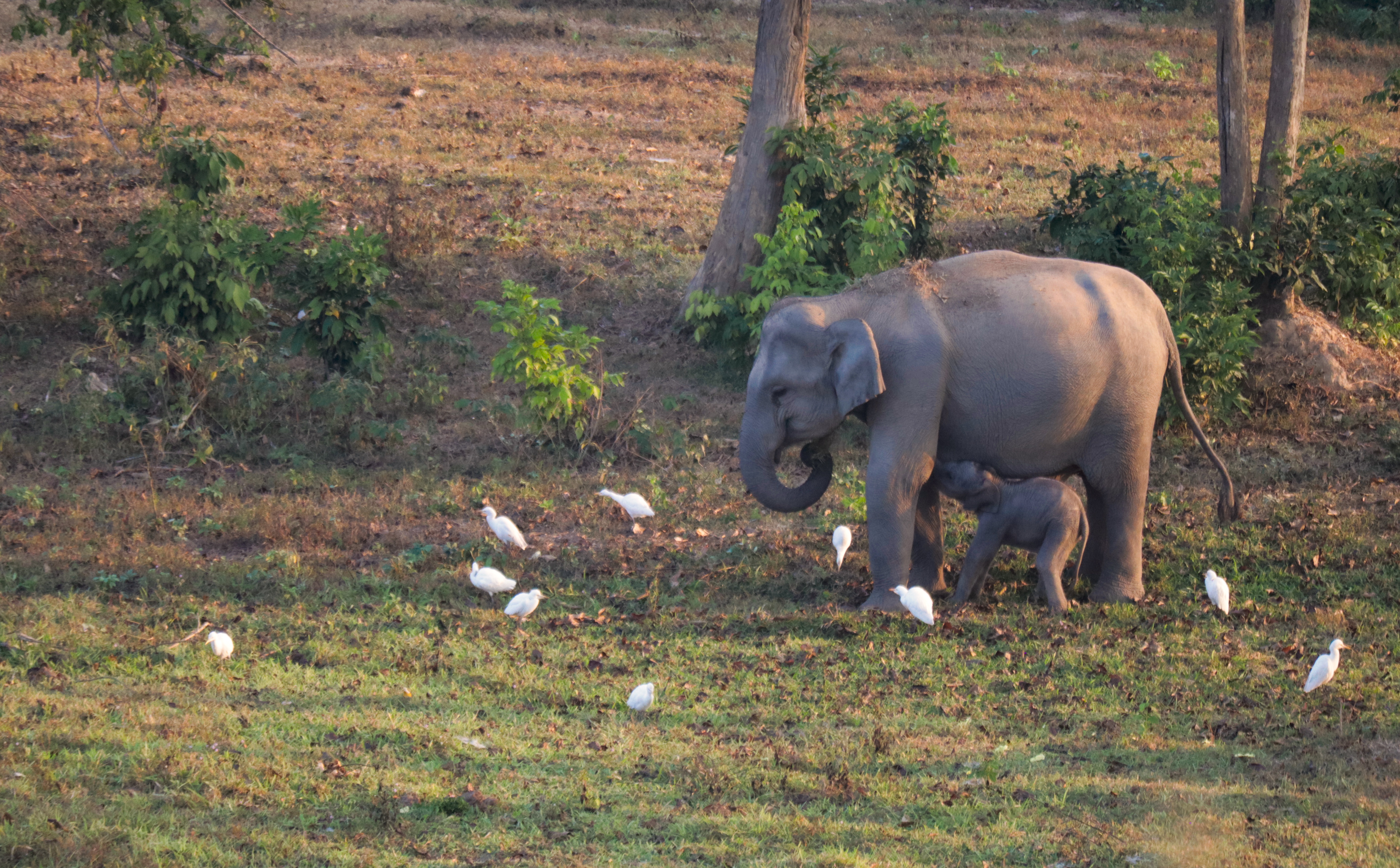 Kuiburi elephants